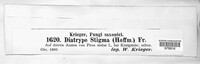 Diatrype stigma image